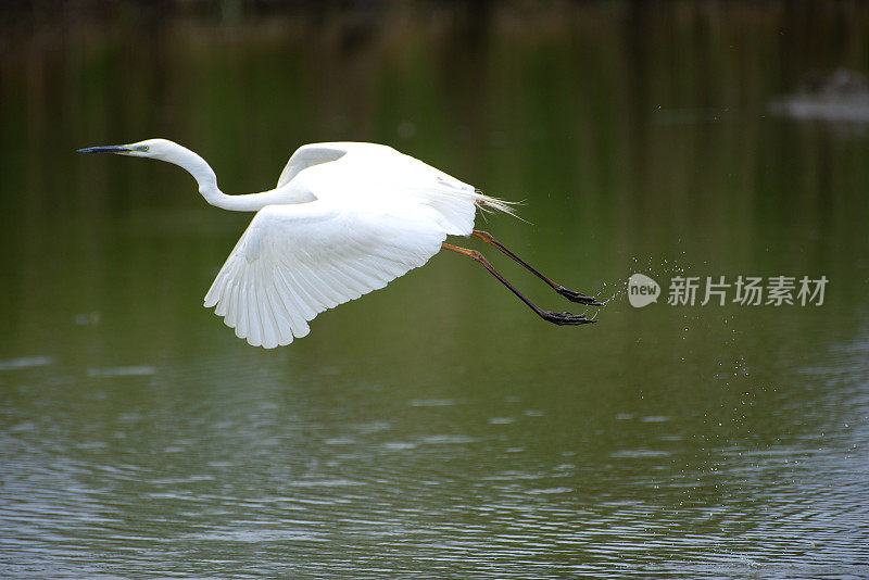 西部大白鹭，Ardea alba